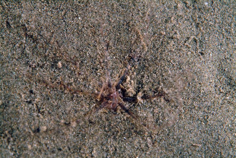 Oloturia infossata?